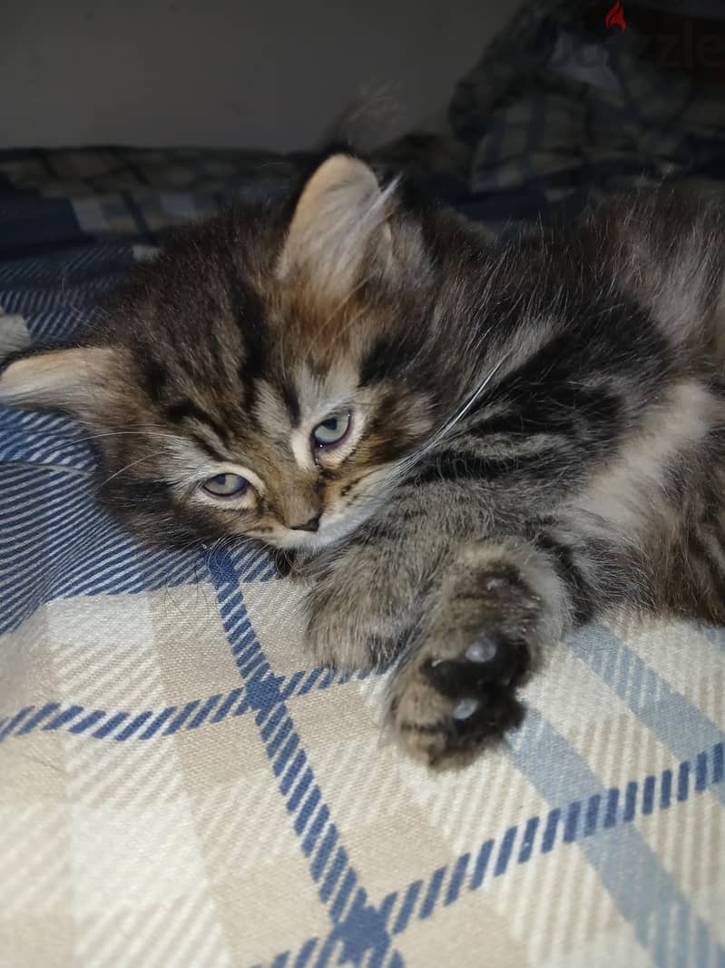 PERSIAN KITTEN 2