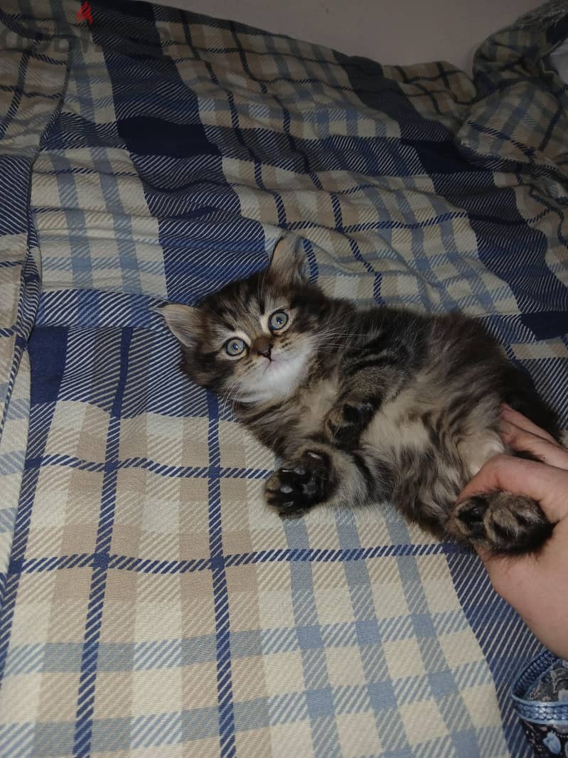 PERSIAN KITTEN 3
