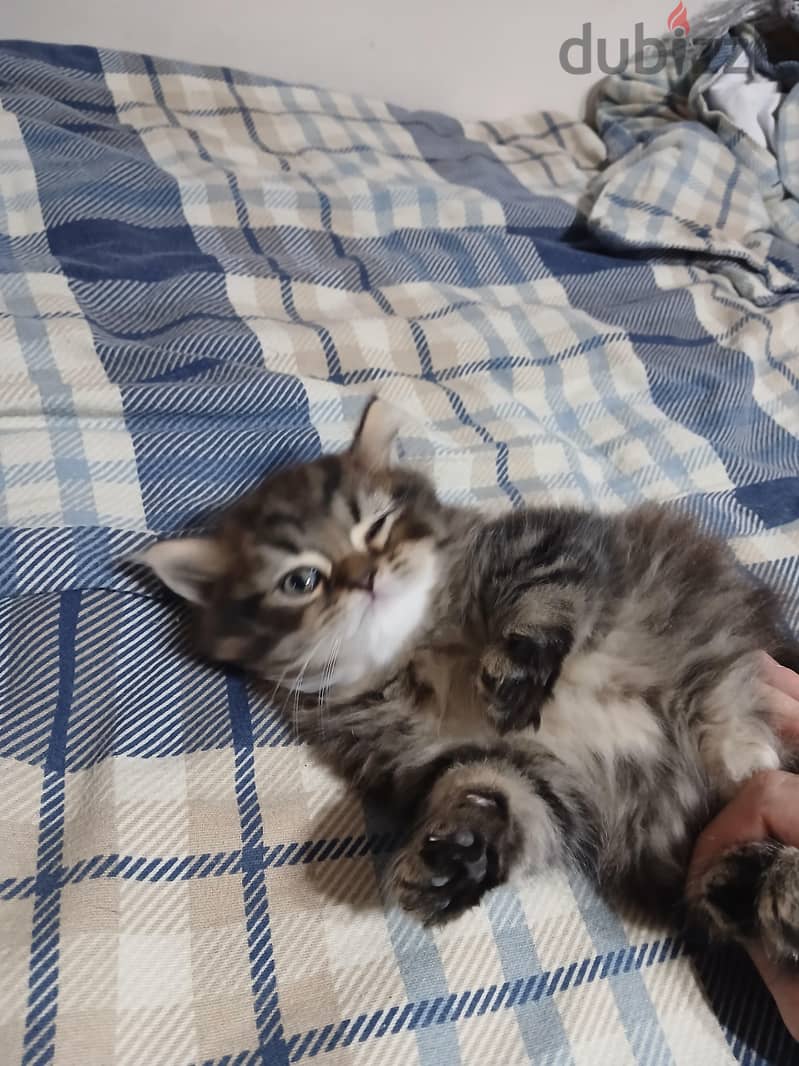 PERSIAN KITTEN 4
