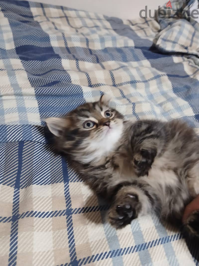 PERSIAN KITTEN 5