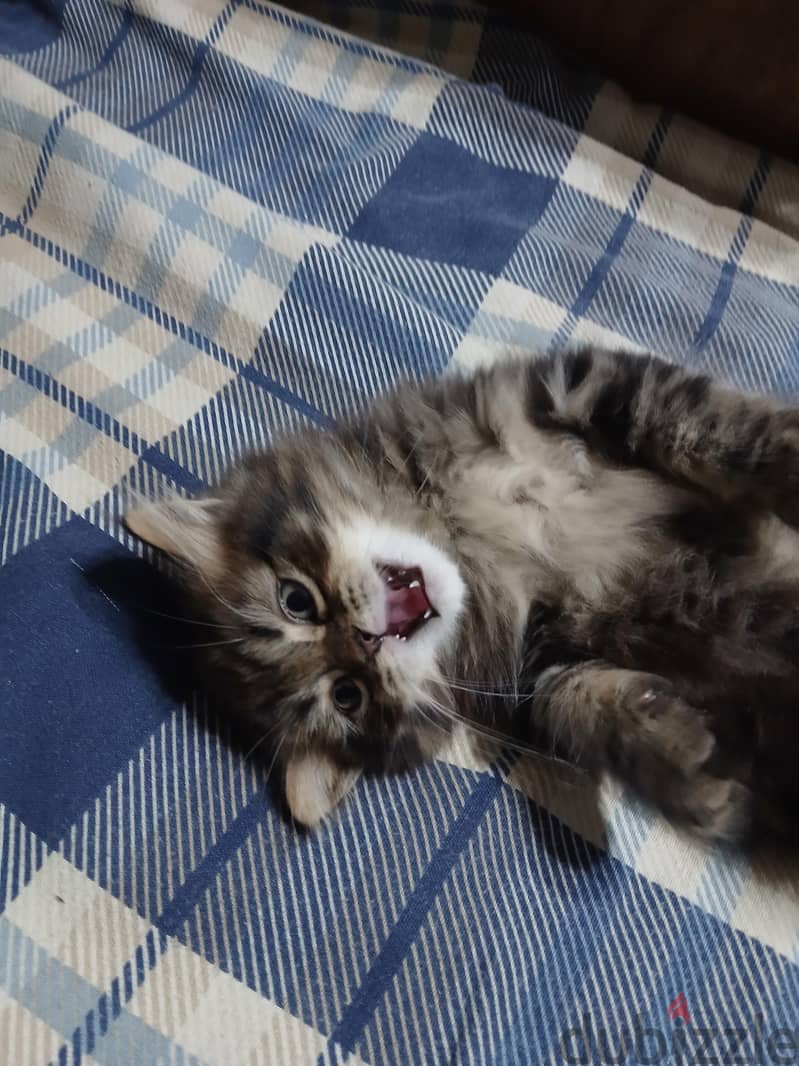 PERSIAN KITTEN 6
