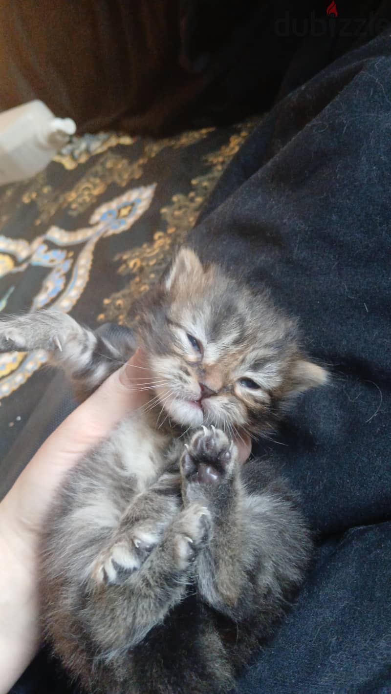 PERSIAN KITTEN 7