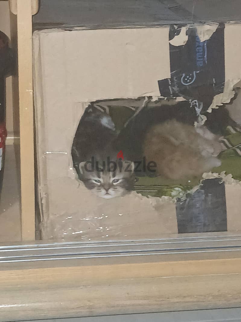 PERSIAN KITTEN 8