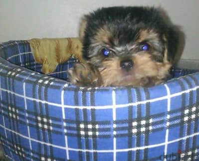 High quality mini YORKSHIRE female puppy imported parents