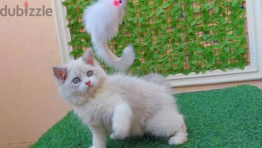 بنوته راغدوال بيور عمر شهرين