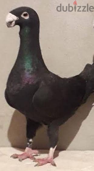 دكر جيرمان بيوتى هومر اسود مستوى عالى