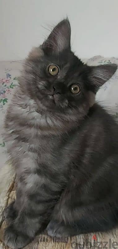 Male kitten قط ولد