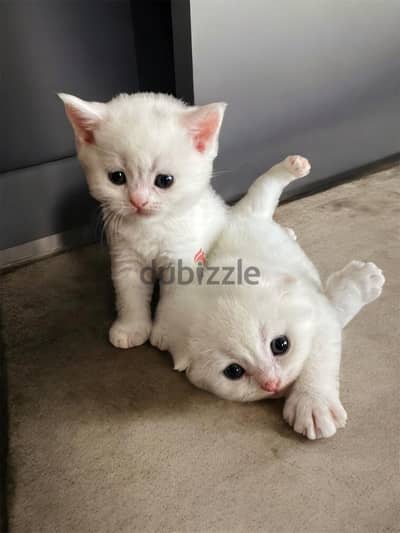 Amazing Scottish kittens