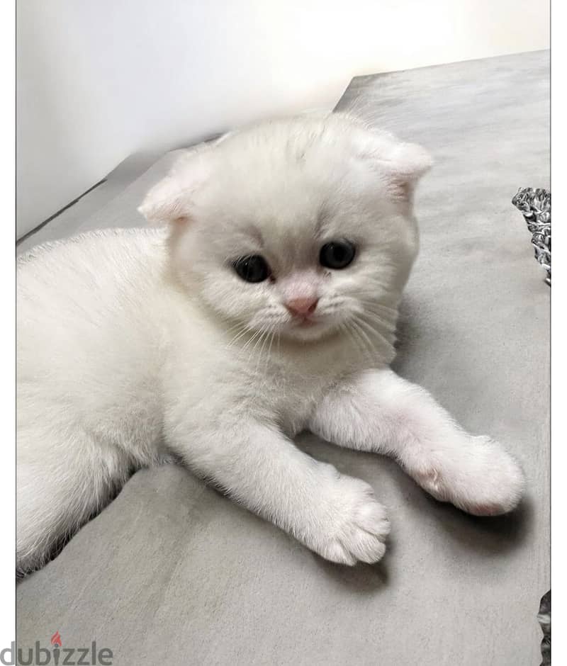 Amazing Scottish kittens 1
