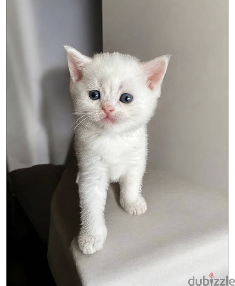 Amazing Scottish kittens 2