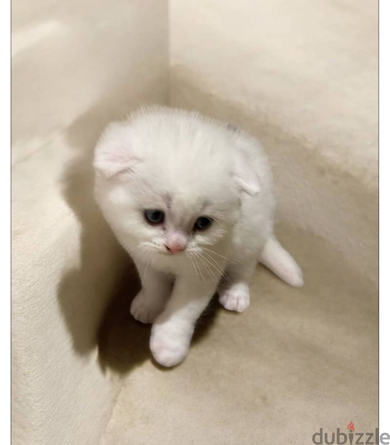 Amazing Scottish kittens 3