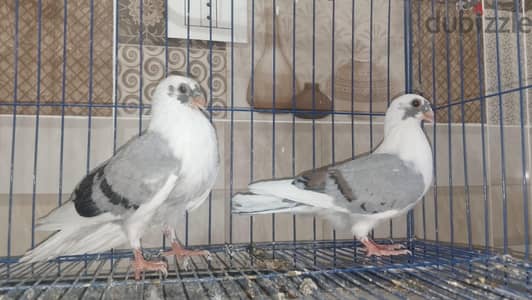 زغلولين ابلق اخضر