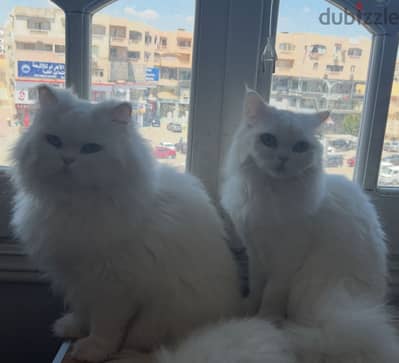 قطتين عسل تؤام للتبني