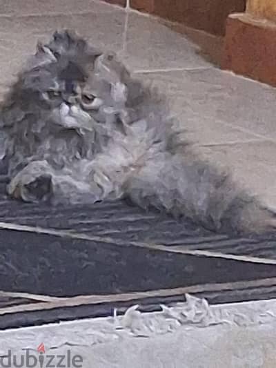 قطه للبيع
