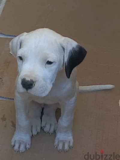 FCI Type Dogo Argentino Puppies | Brazilian Bloodlines | 45 Days Old
