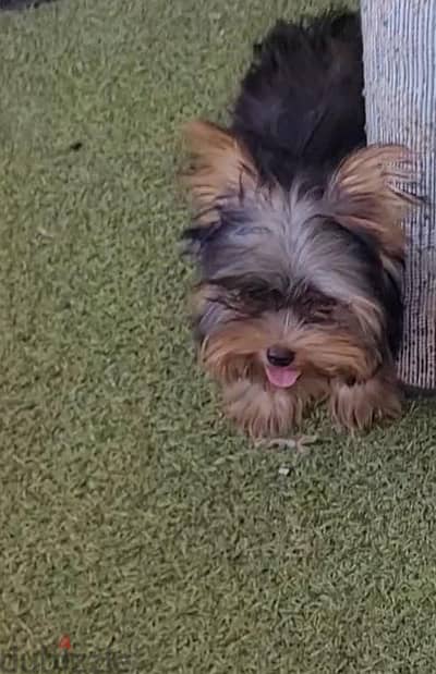 Yorkshire puppy