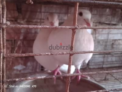 حمام فرنساوي للاحم جوزين وفرد عدد 5
