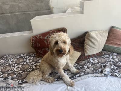 Poodle