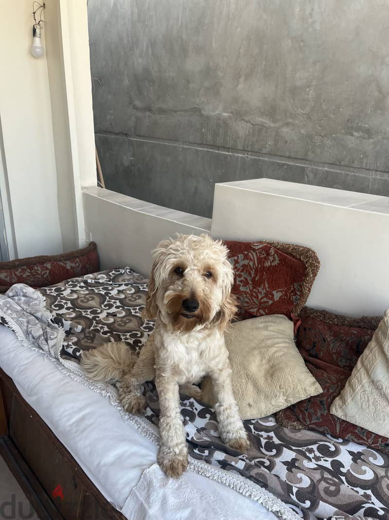 Poodle 1