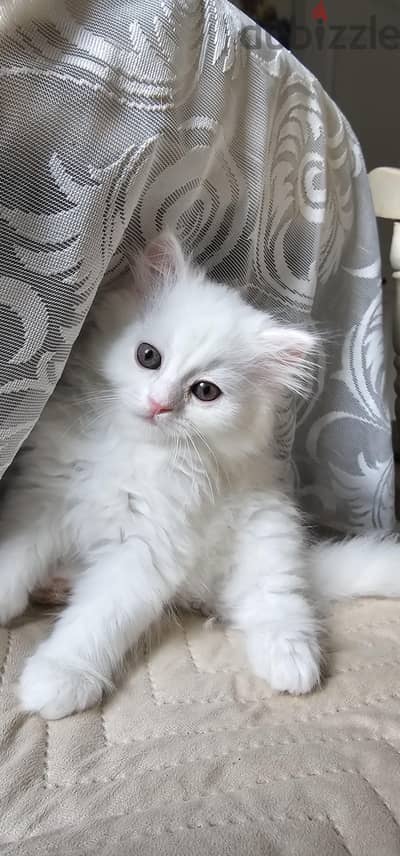 Persian cat for sale