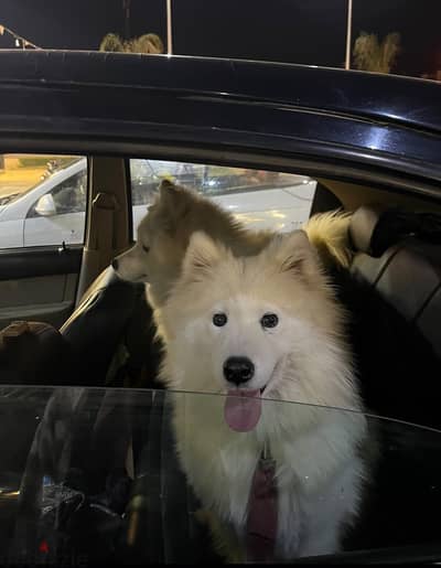 كلب سامويد ابيض بيور - white samoyed dog  سنة و نص