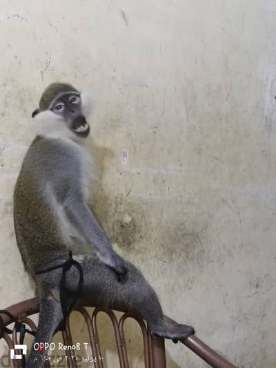 نسناس  ذكر عمره 4 سنوات