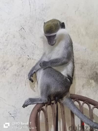 نسناس  ذكر عمره 4 سنوات