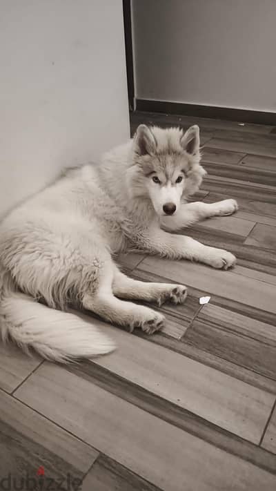 For adoption