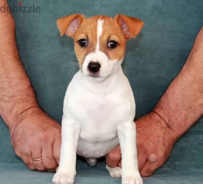 Jack Russell Terrier puppy female from Russia