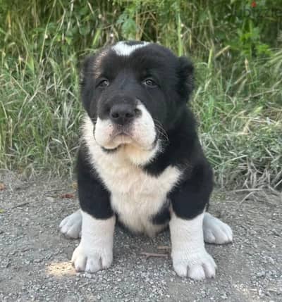 Central Asian shepherd Alabai puppies females from Russia