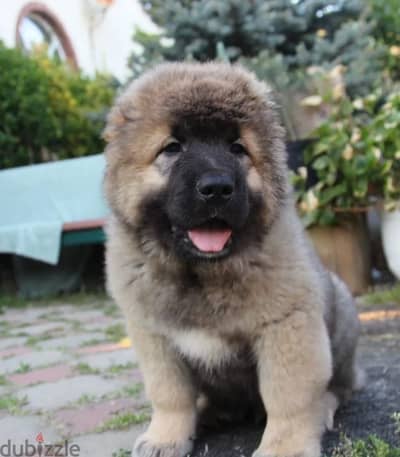 Caucasian shepherd puppy male from Russia