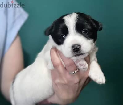 Jack Russell Terrier puppy female from Russia