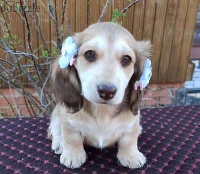 Dachshund puppy female from Russia