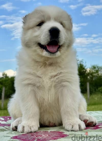 Caucasian shepherd puppy boy from Russia