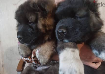 Caucasian shepherd puppy male from Russia