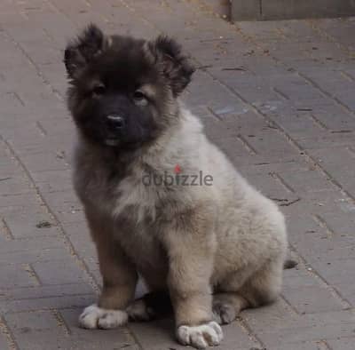 Caucasian shepherd puppy boy from Russia