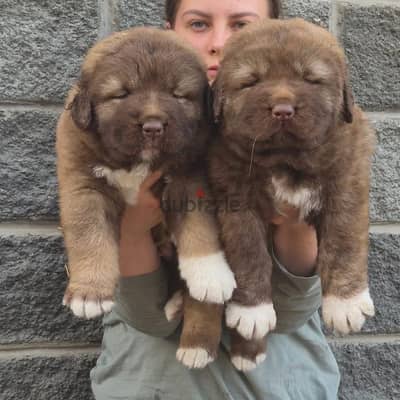 Caucasian shepherd puppy female from Russia