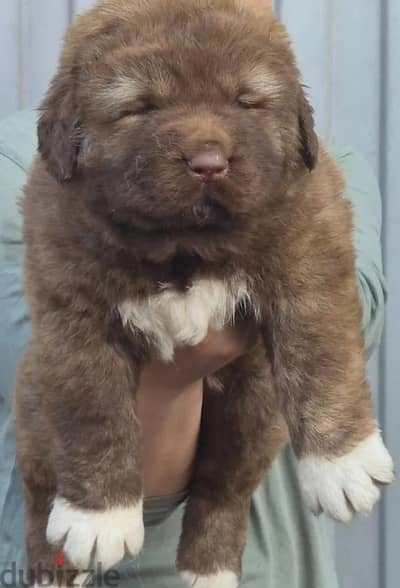Caucasian shepherd puppy female from Russia