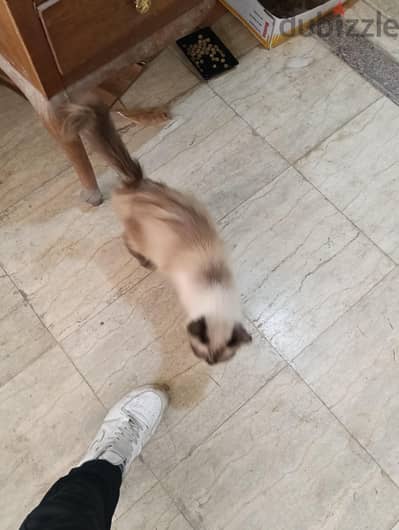 بيع قطه سيامي