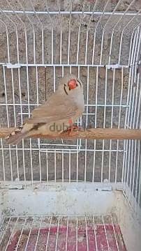 مطلوب نتايه