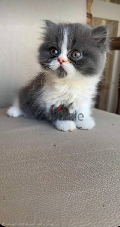 قط شيرازي بيور باندا)عنده شهرين)من أصول عاليه متاح صور الاب والام