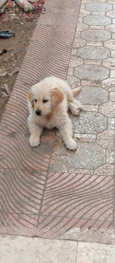 golden retriever female puppy
