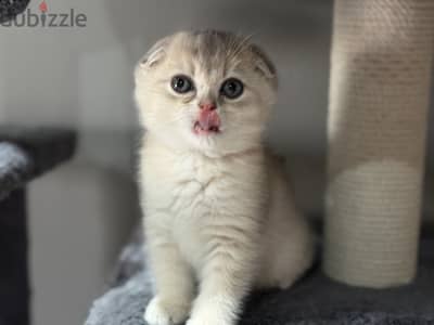 Scottish fold kitten