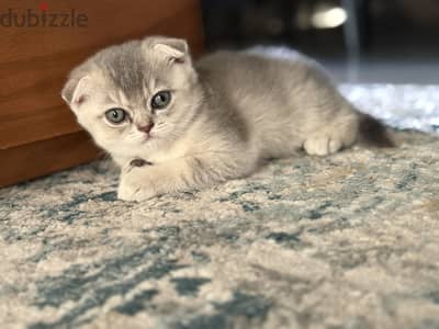 Scottish fold kitten