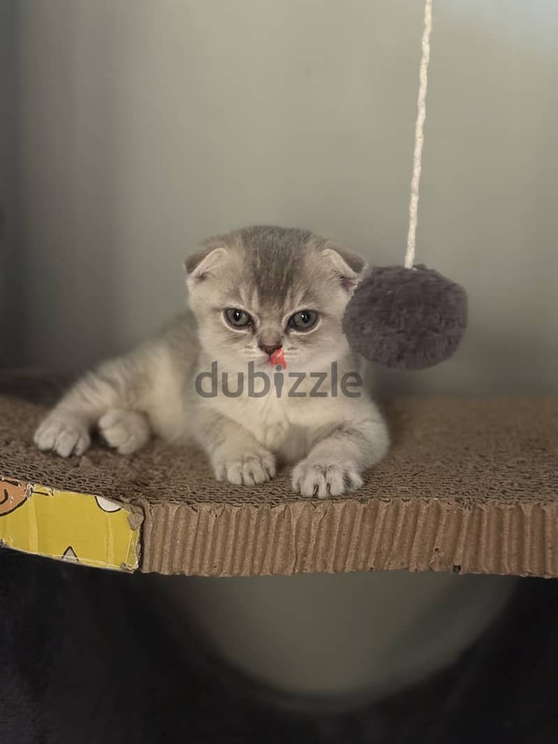 Scottish fold kitten 1