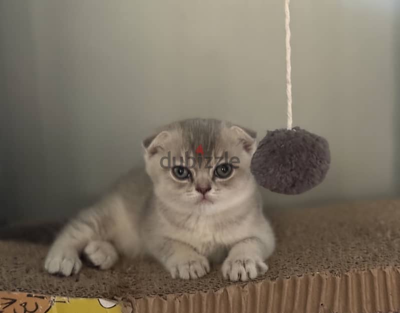 Scottish fold kitten 2