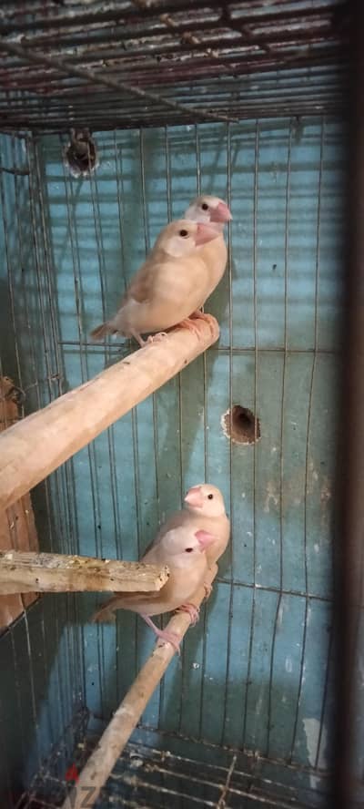 قصين زغاليل جاوا فون