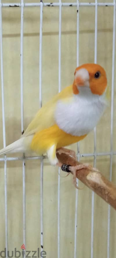 جولدن فنش