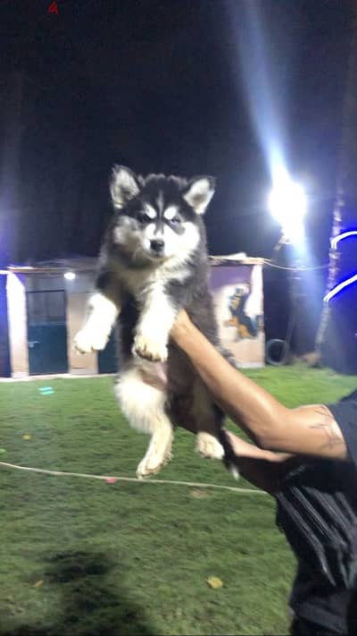 Alaskan Malamute  هاسكي مالميوت