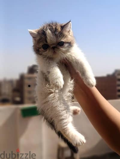 اخر قط للتصفية  بسعر منخفض